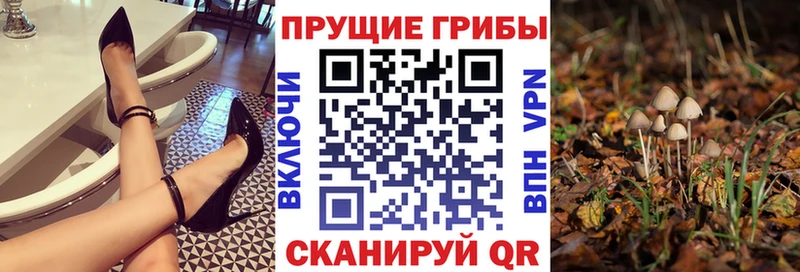 Купить  Донской  Псилоцибиновые грибы мицелий 